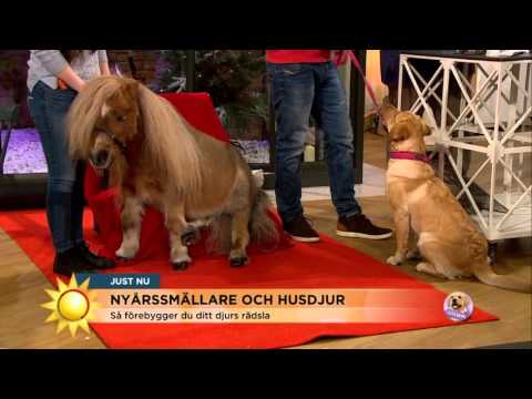 Video: Sök Och Rädda Hund Tino Hittar Saknad Hund Fast I Lera