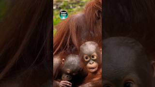 Orangutan Baby Bros #Babies