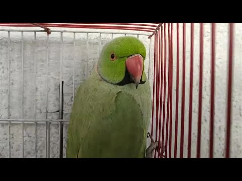 Ring Neck Green Parrot