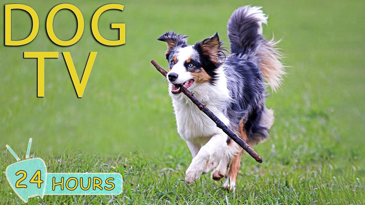 DOG TV: Video Entertain & Relax Best for Dogs While You’re Away Home - Comfort All Day Music for Dog
