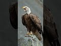 I'm king eagle #shorts #animals