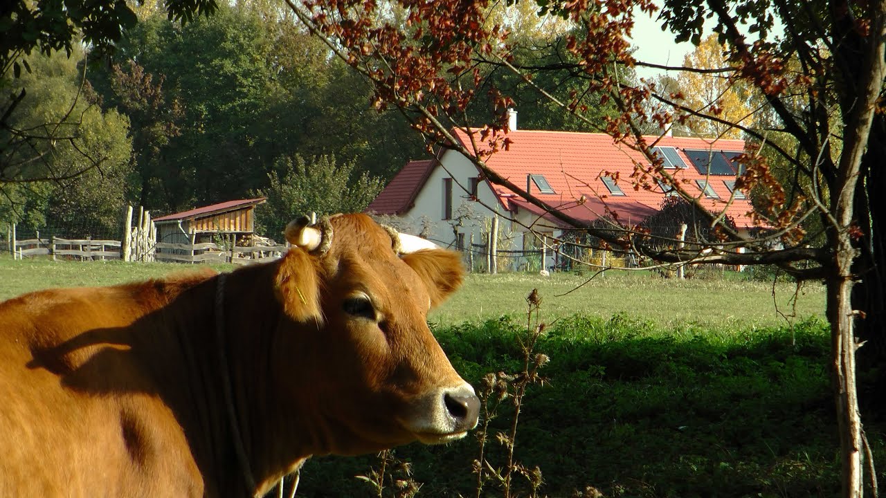 Állattarásra, növénytermesztésre alkalmas öntözhető tanya a Bakonyban eladó