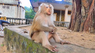Exciting News — Madam ROZY is Pregnant! Prayers for a Safe Birth 🐒💛