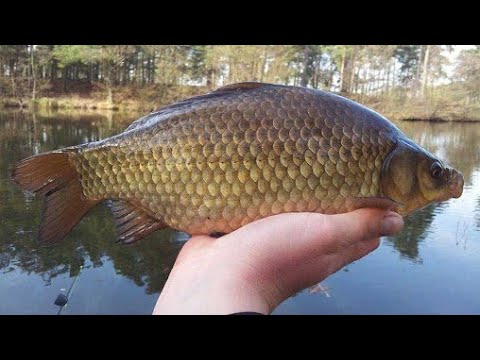 Как поймать карася