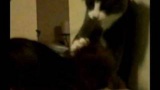 Kitteh The Hair Stylist.