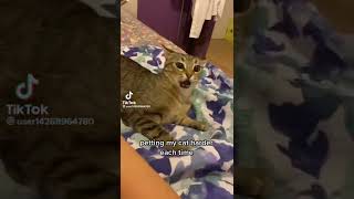 Petting my cat harder each time