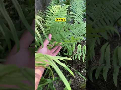 Video: Làm cách nào để loại bỏ rễ cây dương xỉ trong bãi cỏ của tôi?