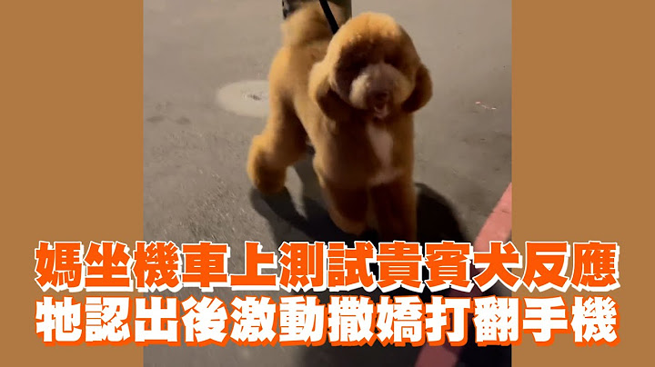 媽坐機車上測試貴賓犬反應　牠認出後激動撒嬌打翻手機