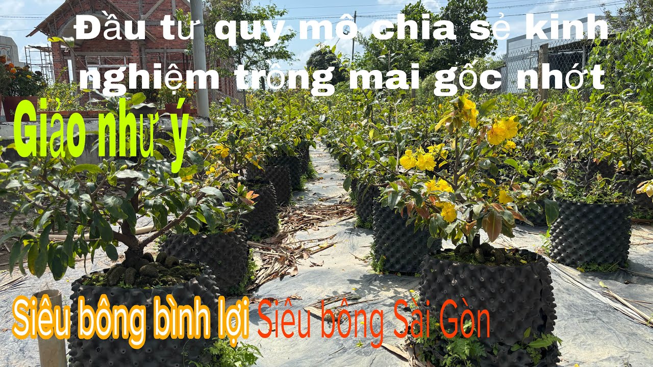 Chia sẻ chọn giống mai trồng bông to thơm đẹp ( zalo 0983946649 ) ngày 8/3/2026