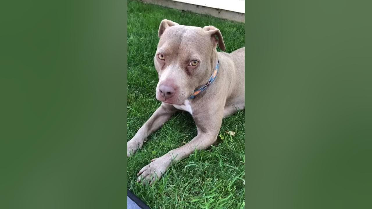 Adoptable Pocket Pittie YouTube