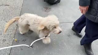 Moss Creek Goldendoodle Delivery After Bootcamp NYC