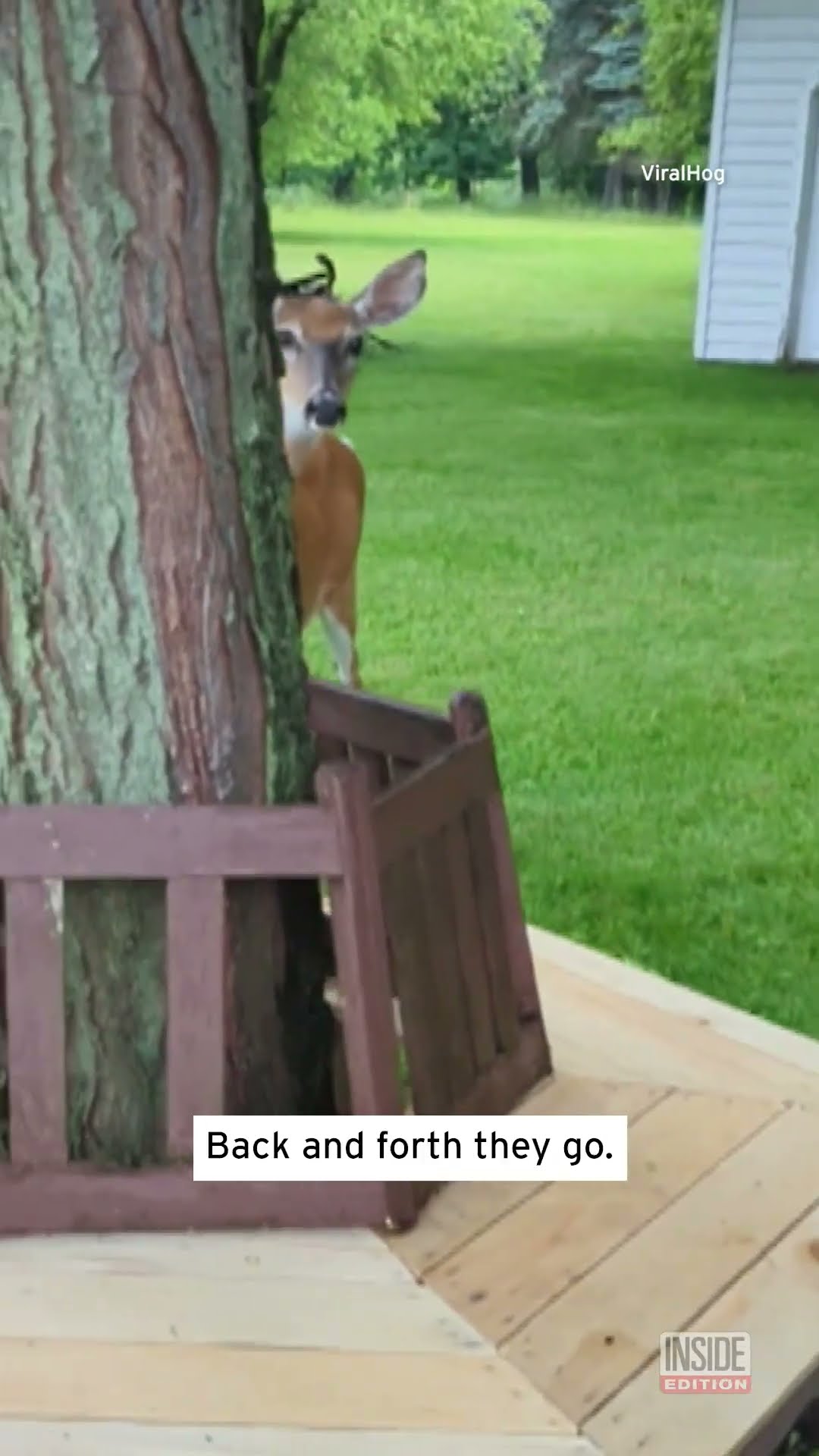 Deer Plays Peekaboo #shorts
