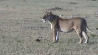 Lioness enjoys toying with a 3-day-old thomson&#39;s gazelle