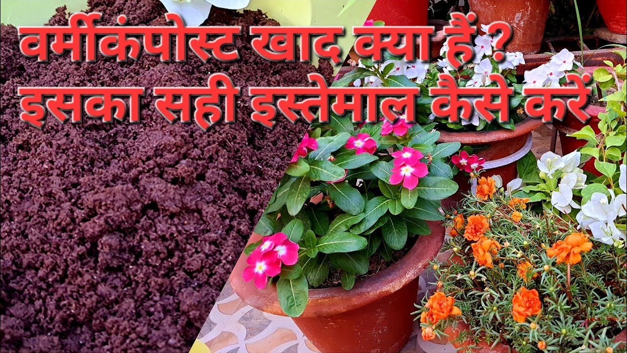 How to use Vermicompost in Plants | पौधों में बर्मीकंपोस्ट का इस्तेमाल कैसे करते है ? | केंचुआ खाद | (video lesson)