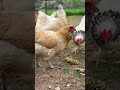 🐓 vs 🌽