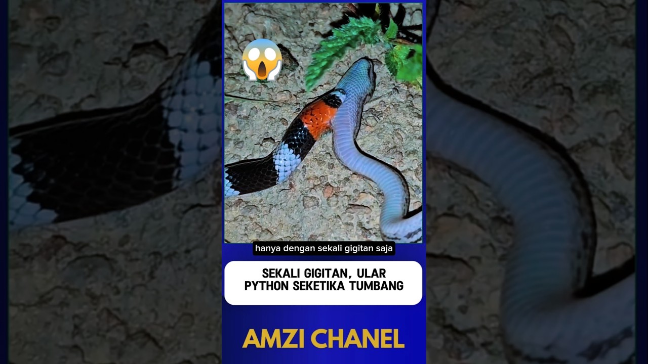 ULAR BELANG MEMANG SESUAI REPUTASINYA⁉️😱