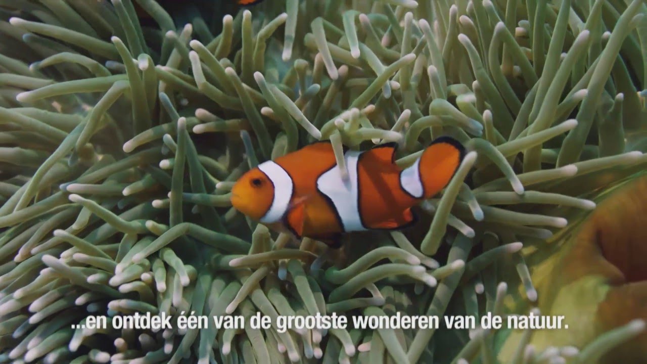 Terug naar het grootste koraalrif ter wereld | Great Barrier Reef with