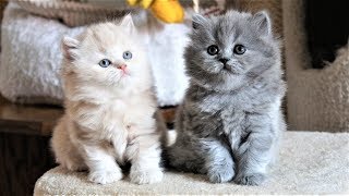 Милые смешные британские длинношерстые котята играют Милые смешные британские длинношерстые котята играют