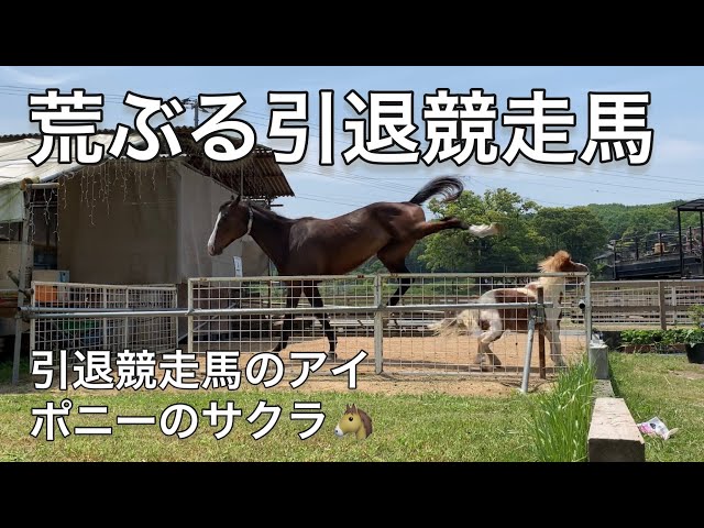 【中古】 牧場から見た強い馬/つちや書店/岩尾マニエル 荒ぶる引退競走馬🐎 馬と暮らす牧場の一日🤠 #なごみ牧場 - YouTube