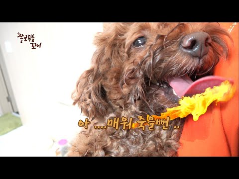 강아지 고추장 먹으면 이렇게 됩니다ㅠ.ㅠ (When a dog eats gochujang(red <strong>pepper</strong> paste), <strong>it</strong> becomes like this.)