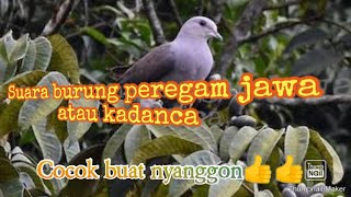 Suara burung peregam jawa/kadanca