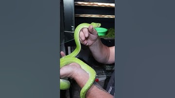 How Snakes Speak To Us 🐍 #greentreepython #srilankanpython #snakebehavior #reticulatedpython