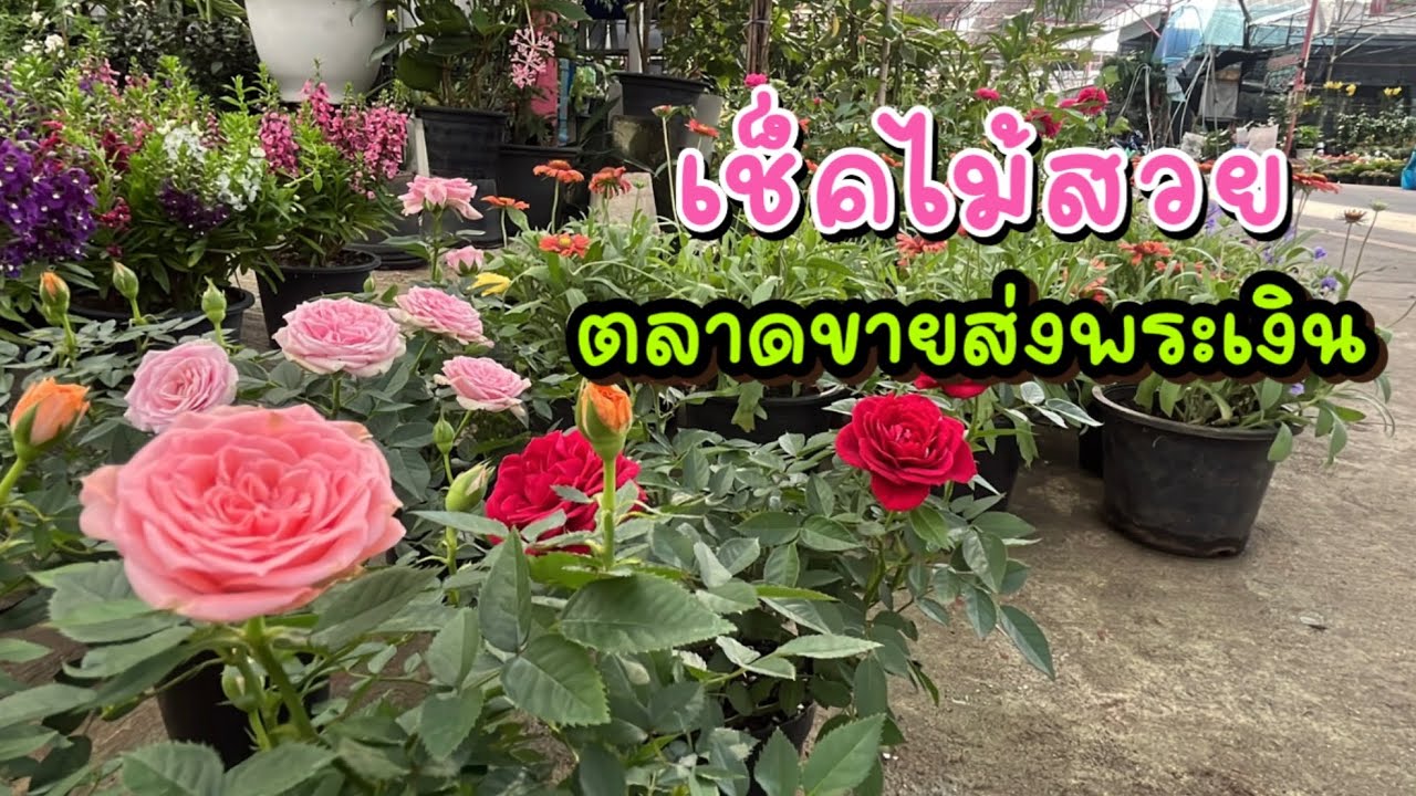 เช็คไม้สวย ตลาดต้นไม้พระเงิน