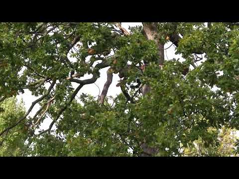 Jackdaws chattering