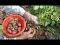 Harvesting Potatoes At Home