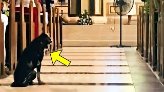 ¡Perro No Sale De La Iglesia, Luego El Sacerdote Revisa La Cámara Y Descubre Lo Impensable!