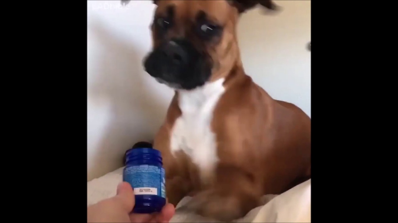 vicks vaporub on dogs