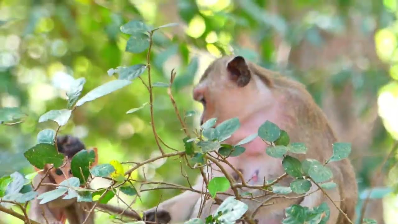 wow!!! cute baby hold on branch tree of Mother Dakota monkey.