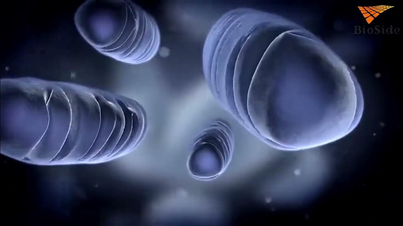 Обзор биопрепаратов ( удобрения) ТМ BioSide - YouTube