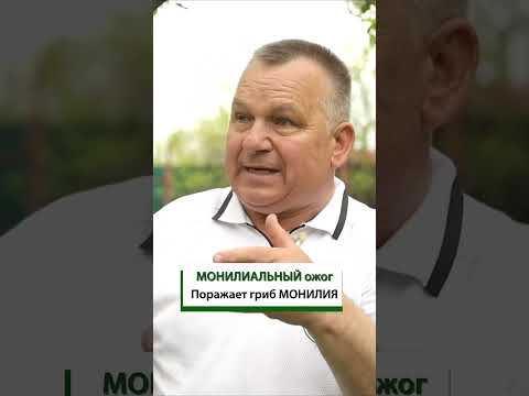 Video: Montmorency albalı ağacına qulluq – Montmorency albalı üçün böyümək üçün məsləhətlər və istifadələr