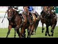 Run Boy Run || Horse Racing Music Video