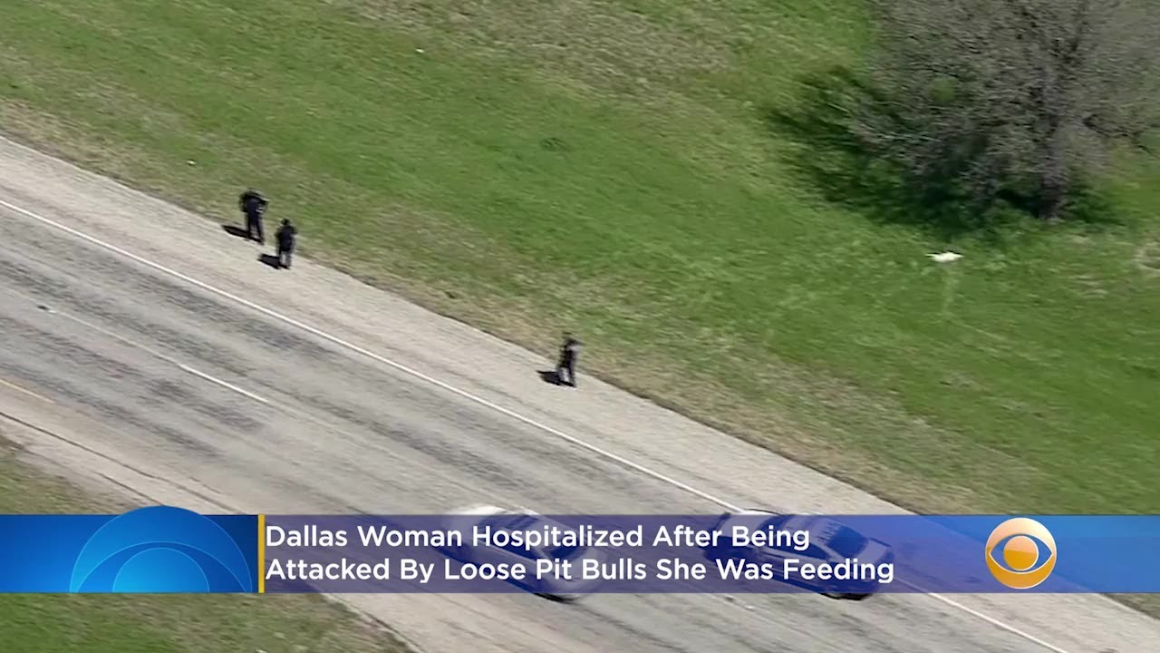 Dallas Woman Hospitalized After Being Attacked By Loose Pit Bulls She ...