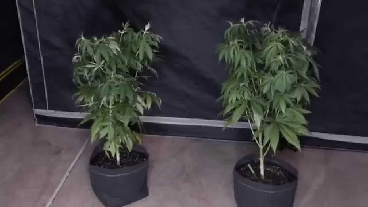 PsyGen AKiesel Cannabis Grow Update 7 - presented by TheSocialGrow.com