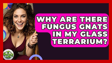 Why Are There Fungus Gnats In My Glass Terrarium? - The Upcycle Lab