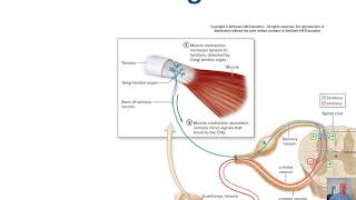 BIO 246 A&P Ch 14.6 Reflexes