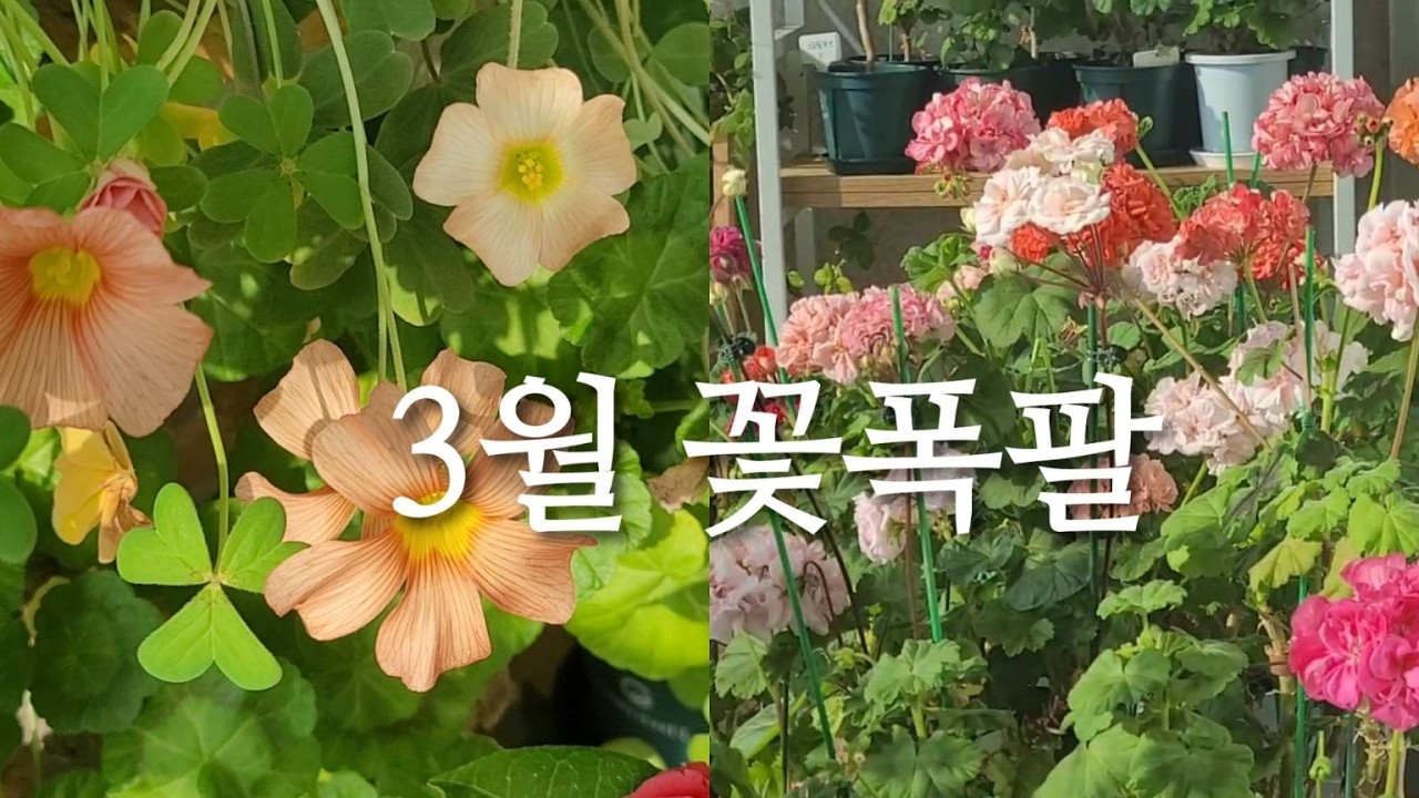 “3월, 제라늄이 터졌다! 발코니 꽃폭발”🌸봄!봄! 봄!
