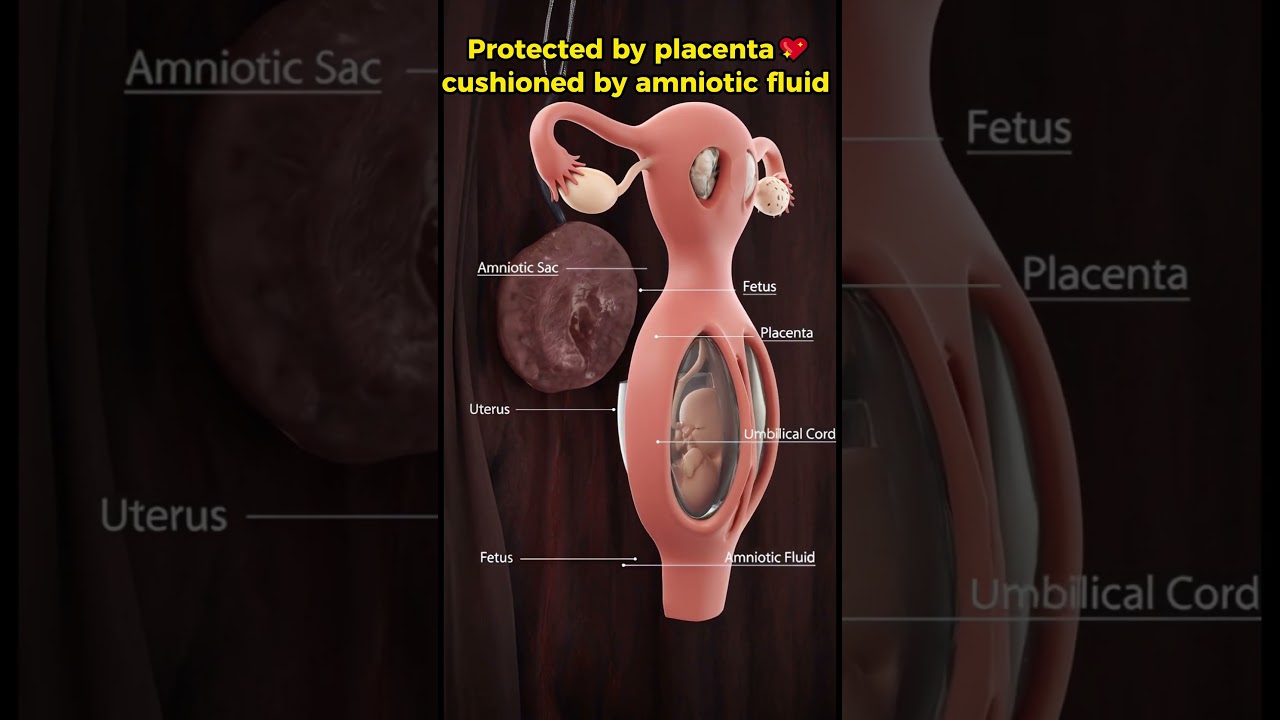 Baby Inside the Uterus👶 Placenta, Umbilical Cord & Amniotic Sac Explained🤰