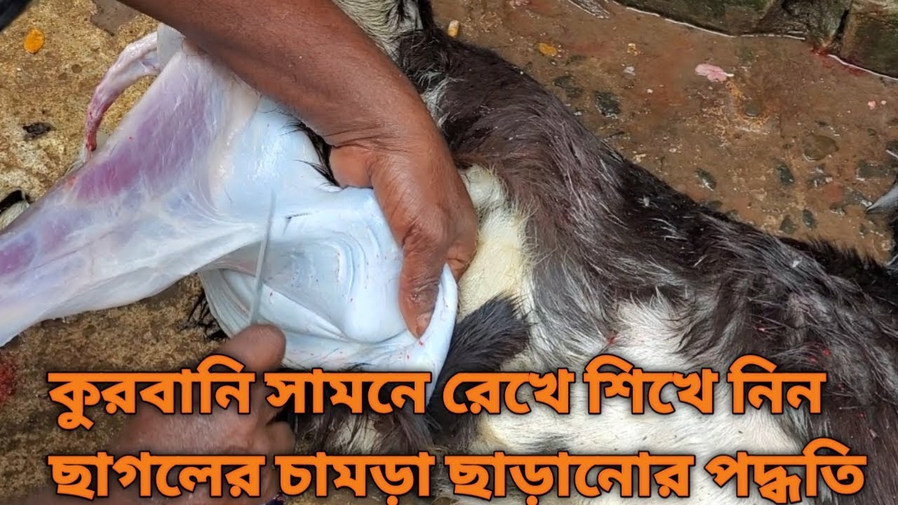 How To Remove Goat Skin Easily 4K how-to-remove-goat-skin-easily-4k