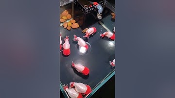 Đẹp thế này thì ai chịu nổi ? #ranchu #cacanh