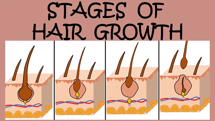 THE 4 STAGES OF HAIR GROWTH - DayDayNews