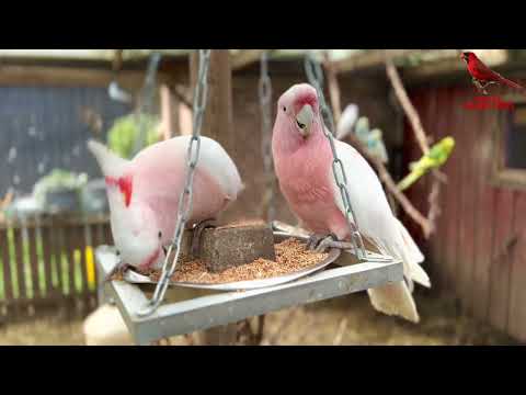 Video: Թռչունները ձմռանը թռչնանոցներից օգտվու՞մ են: