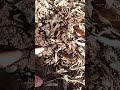 😮Wow que grande😮Dijo él al ver una larva de escarabajo #insectos #agronomia #rural #naturaleza
