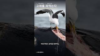 갈매기가 살아 있는 고래를 파먹기 시작했습니다 #갈매기 #고래