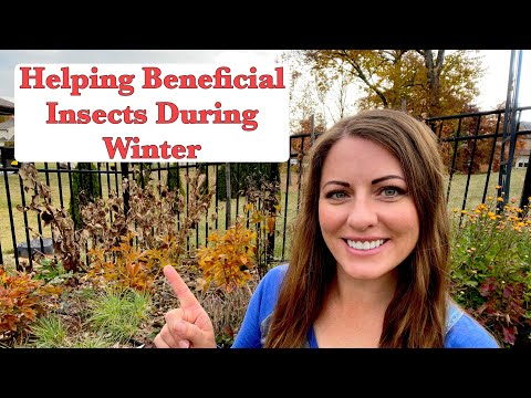 How To Help Beneficial Insects During Winter | Supporting Beneficial Insects