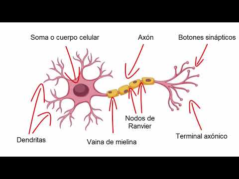 Estructura de una neurona típica y función(es) de sus partes