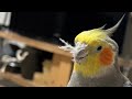鼻毛オカメインコ